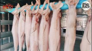 Bombay Duck Dry | Vacuum packing process | Fish | bumil