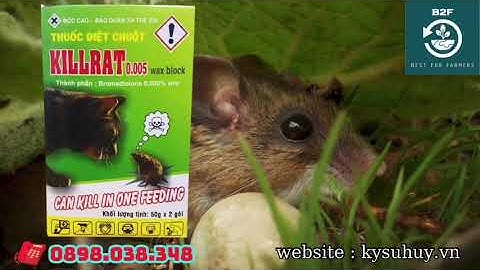 KILLRAT 0.005% – DIỆT CHUỘT NHANH, HIỆU QUẢ TỐI ƯU - 0898.038.348 #killrat0.0005%