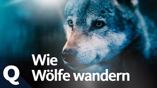 So wandern Wölfe: Aus entfernten Wäldern nach NRW | Quarks