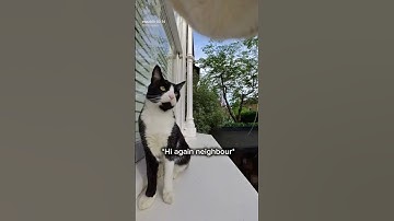 Snowys back to meeting new friends📷🐈 @insta360 check out link in bio for cam#cat #catfunny#cute