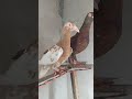 Lal patiyale joda..#.Shahid Nagar pigeon shop