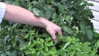 Growing Basil - How to Prune a Flowering Basil Plant