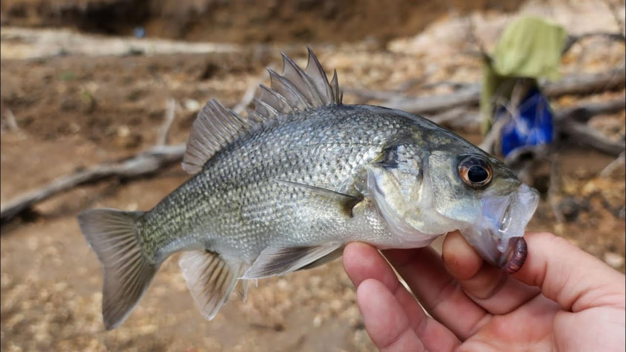 Fantastic Bass Bait Fishing at Blue Rock Dam