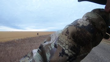 Execution of a Pheasant Hunt Plan with Phenomenal Dog Work