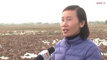 Hướng dẫn biện pháp phòng trừ cỏ dại và ốc bươu vàng vụ Xuân 2020