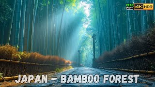 Famous Japanese Forest: Arashiyama Bamboo Forest in Kyoto