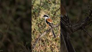 A cute Bay Backed Shrike making sounds in the jungle from Punjab India 🦩🦜🦅🐓🐦🇨🇦