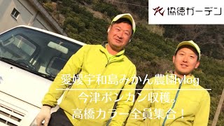 【愛媛宇和島みかん農園 vlog】今津ポンカン収穫。高橋カラー全員集合！