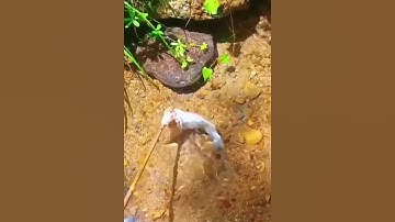 Con cá khổng lồ ẩn nấp ở con suối nhỏ #cacconvat #docla #fishing