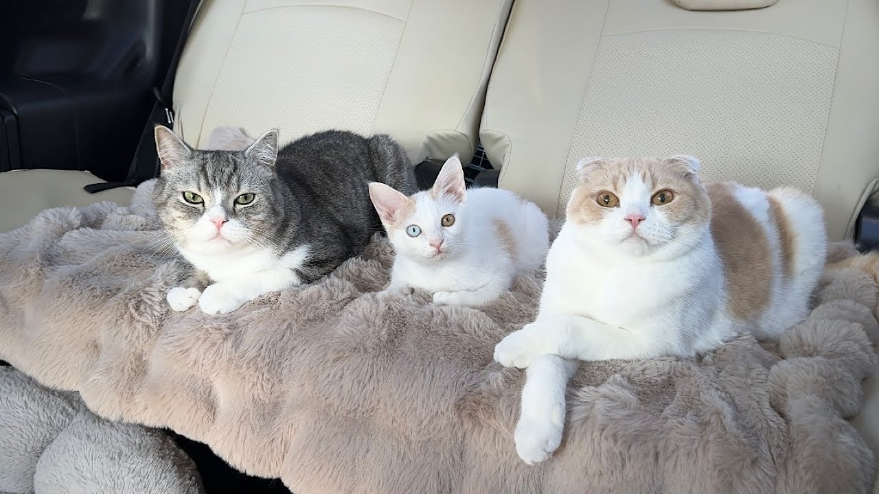 真冬に暖房が壊れて猫たちと避難する事になりました。