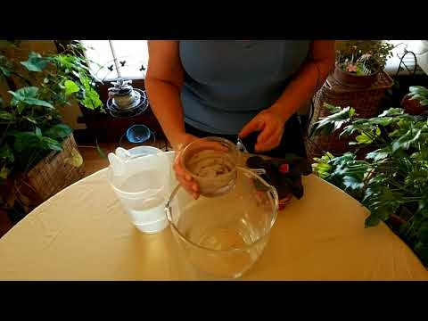 Video: How to water violets at home?