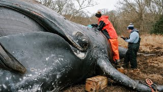 Maine's lobster industry leaders react to North Atlantic right whale death