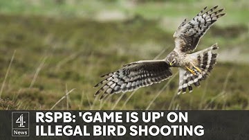 Secret filming uncovers illegal killings of rare birds in England