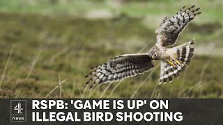 Secret Filming Uncovers Illegal Killings Of Rare Birds In England