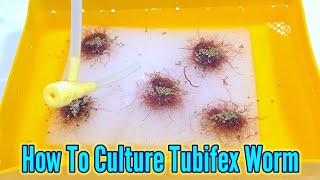 How to culture tubifex worms | Culturing Tubifex At Home