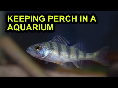 Keeping Perch in