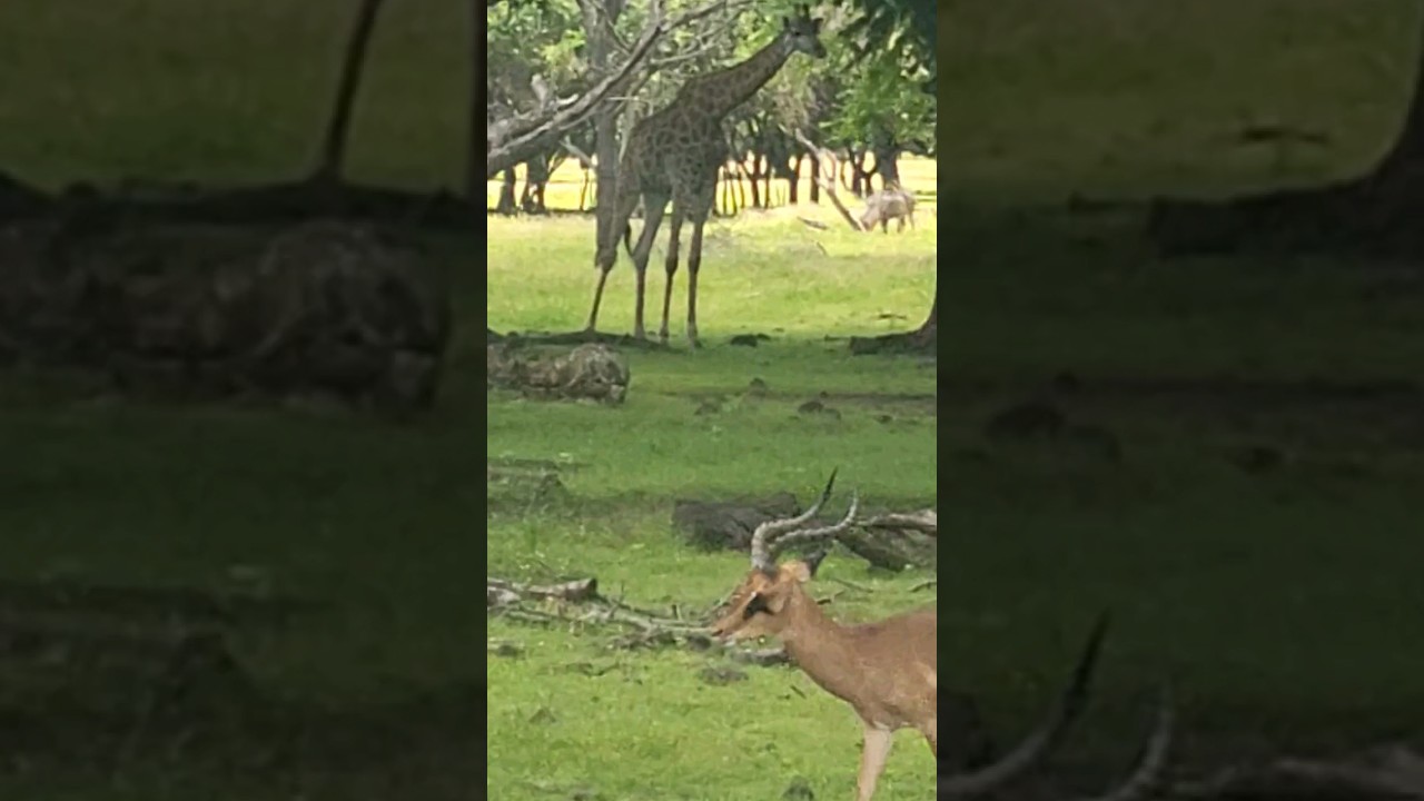 looks like🦒 dancing giraffe