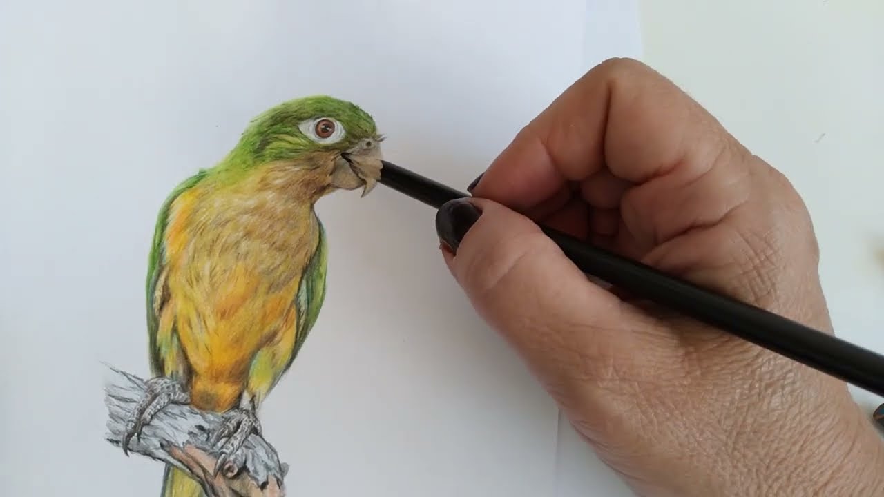 periquito da caatinga desenho realista: olhos e bico
