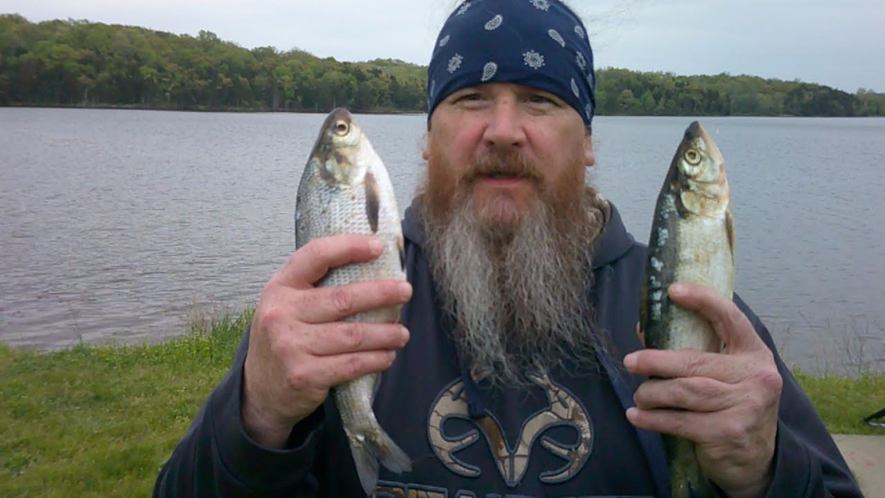 Bankfishing for catfish on Binder Lake YouTube