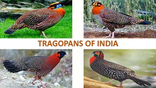 Tragopans of India  | Birds | Indian Birds