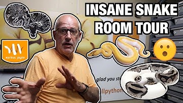 INSANE FACILITY TOUR WITH MARKUSJAYNE! EPIC PICKUP FROM OZZY BOIDS | BALL PYTHONS #SNAKES #REPTILES