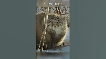 Малая дикая кошка которой никто не нужен. Манул