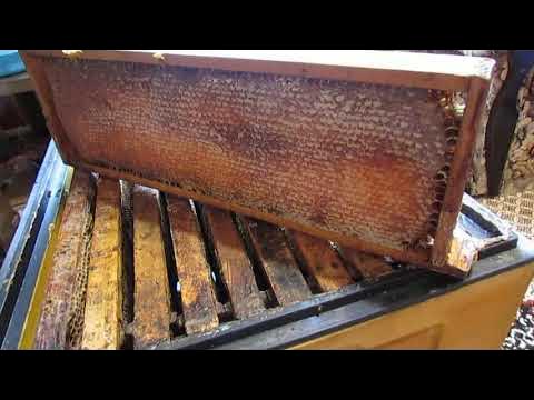 утолщенные медовые рамки , размеры и насколько такие рамки будут ...