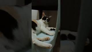 Queen Mek Yang Cantik Dan Bijak