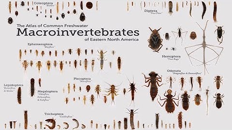 MountainTrue- Stream Monitoring and Macroinvertebrates