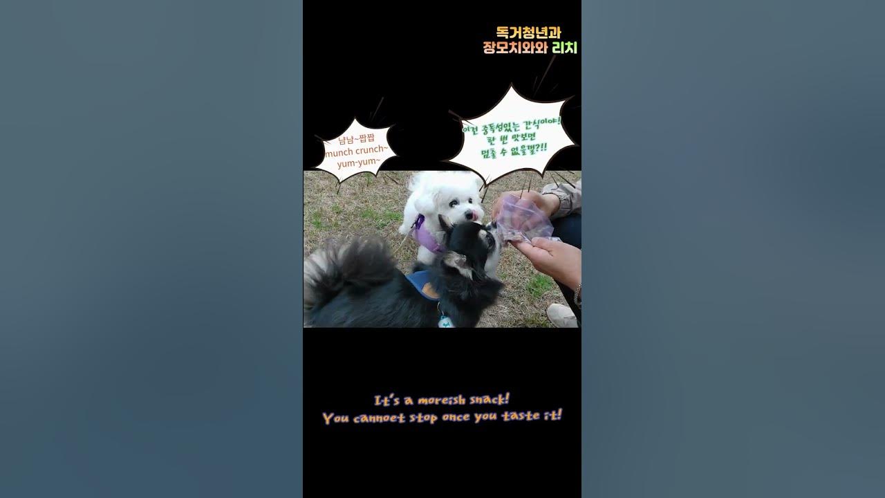 the-reason-why-dogs-failed-to-lose-weight