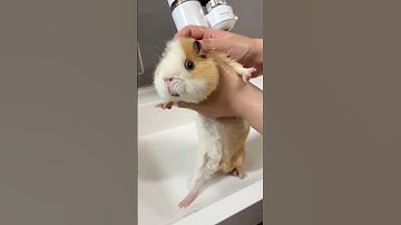 Guinea Pig Smell So Good After Taking Bath🥰 #guineapig #animals #pets #pet #fyp #shorts