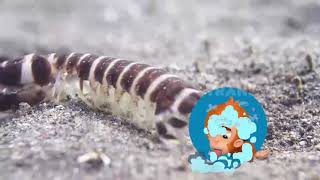 UDANG GOLAH | SI OTAN