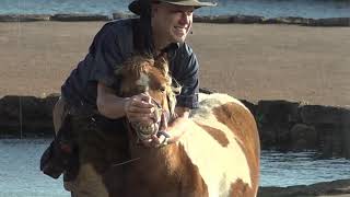 マザー牧場の仲間たち マザー牧場牧羊犬とまきばの仲間たち【2021年11月10日15:00公演
