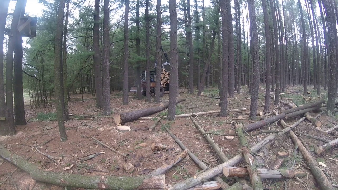 SKIDDER PULLING DOWN HUNG UP TREE FOR ME - YouTube