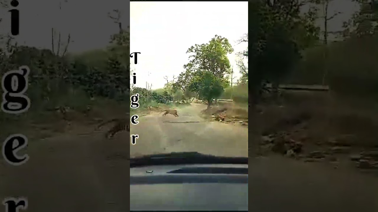 ￼tiger dikha Bada Panod nale per ￼￼