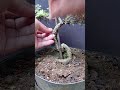 "Cutting and positioning the branch 😊 #bonsai #pruning #bonsaitree #belajarbonsai #treecare"