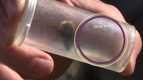 How to Process a Captured Bumble Bee