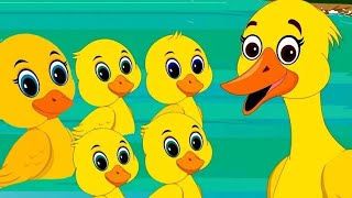 duck poem |5 little ducks |baby rhyme