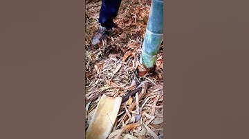 cool technique of cutting bamboo stems with simple tools #shorts