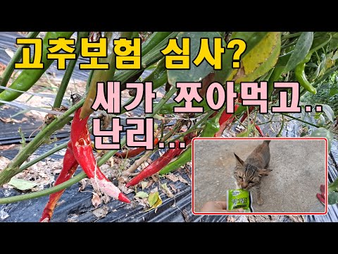 [귀촌귀농] 고추보험실사,일묘일닭,참깨약,구라청