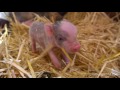 Mini Piglets Being Born Live