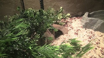 Ball Python Update/Feeding(Live)...Viewer Discretion is Advised.