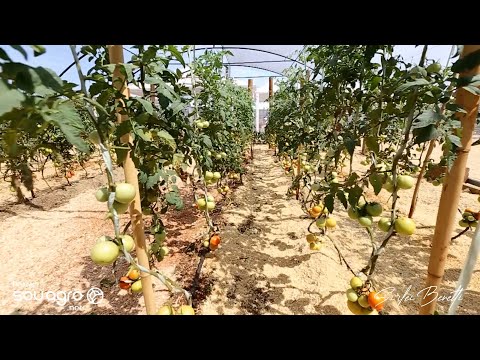 Fórmula mágica: conheça a mistura caseira que pode salvar produções de tomate