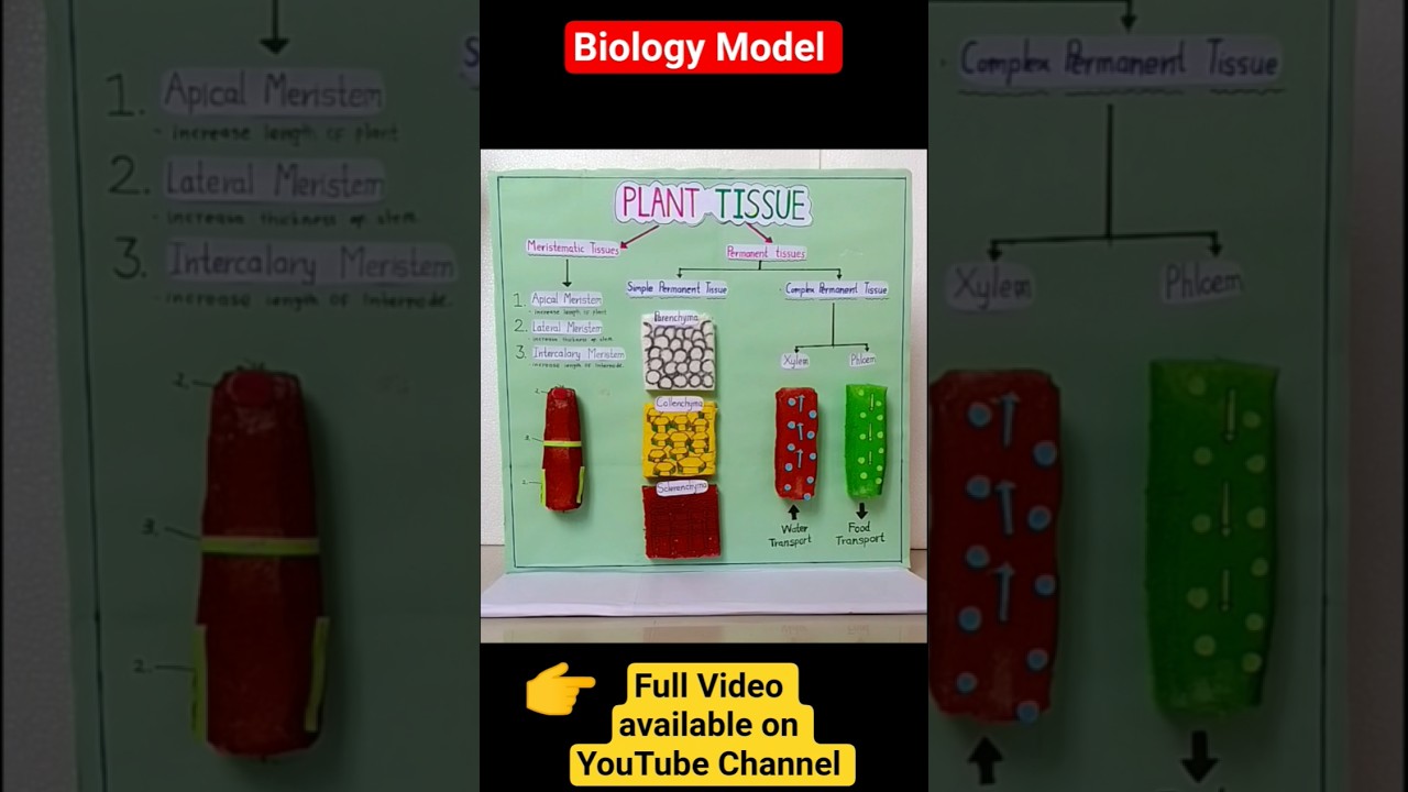 Plant Tissue 3D Model | Meristematic Tissue & Permanent Tissue 
