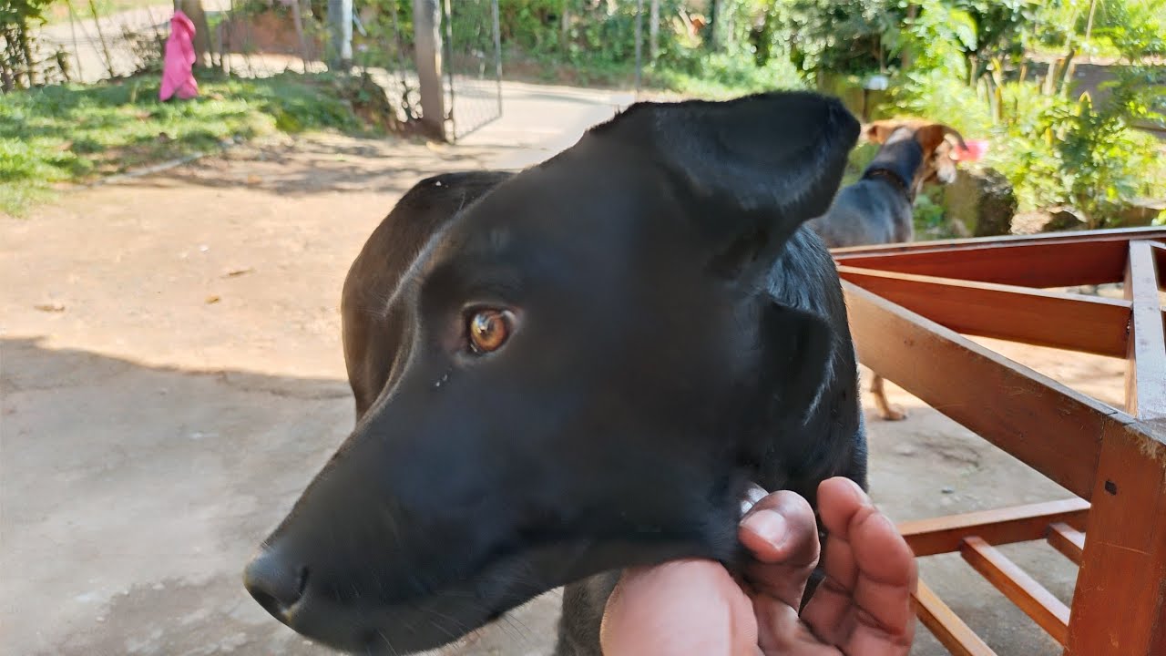 Brown  & Black puppies Play Gently  Happy dog family live 104