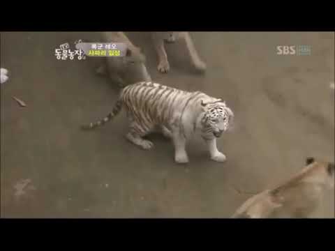 Tiger vs Lion Fights