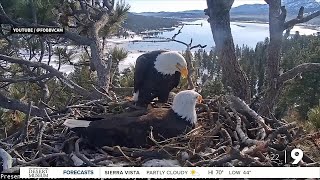 Bald Eagle Nest Goes Viral