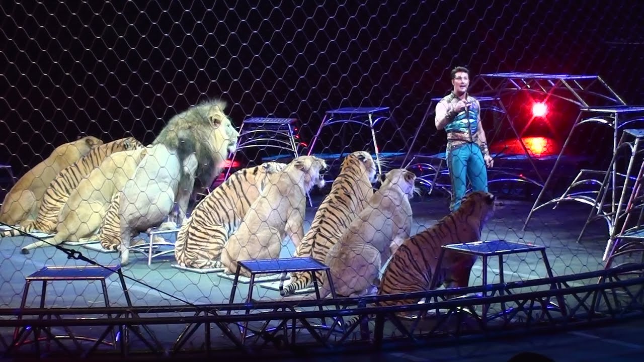 Ringling Brother's Big Cats (Tigers and Lions) show