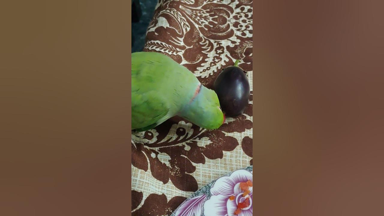 Cute Parrot Not Eating 1217 beauty viral YouTube