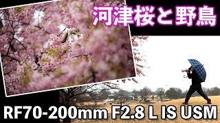 【カメラ】EOS RとRF70-200mmで雨の中のメジロと河津桜を撮影！AFが決まらない？